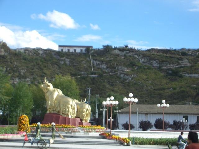 Golden Yaks in Lhasa.JPG